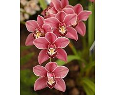 ¡¡¡Gran venta!!! 100 piezas de 22 colores rara orquídea Cymbidium, Cymbidiums semillas africanas, semillas de flores bonsai, plantas de jardín de su casa, 9