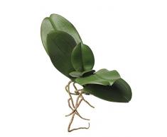 Hojas de Phalaenopsis con raíces aéreas, verde, 19 cm, Ø 30 cm - Hojas de orquídea / Decoración artificial - artplants