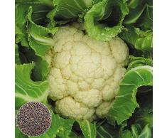 Sytaun 500 Piezas De Semillas De Coliflor Blanca Nutritiva Decoración De Techo De Jardín De Vegetales Comestibles Fácil De Plantar, Planta Ornamental Semillas de Coliflor