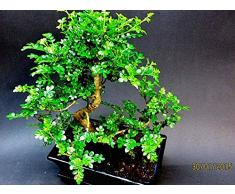 RWS 100 semillas Zanthoxylum piperitum. Szechuanpfeffer, Chin. Pepper, 20Â Hardy ° C.