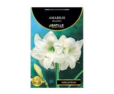 Bulbos - Amarilis blanco - Batlle