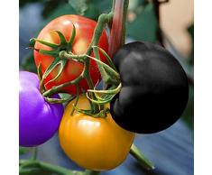 Rosepoem 100 unids muy raras semillas de tomate arco iris importadas bonsai semillas de frutas y verduras plantas no macetas en OGM para el jardín de su casa
