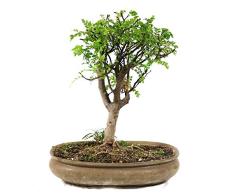 Falso pimentero Chino, Zanthoxylum piperitum, Bonsai da Interno, 15 años, Altura 30 cm