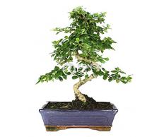 Bonsai - Carmona, 10 Años (Bonsai Sei - Carmona Microphylla)