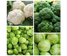 Brócoli, coliflor, col, coles de Bruselas - Semillas de 4 especies de plantas vegetales -
