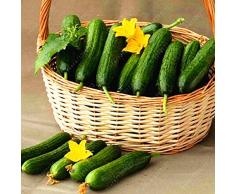 TOMASA Seedhouse-20/50/100 Pcs Semillas de pepino raras Pepino Semillas delicadas Semillas de hortalizas Melón fresco y fruta para jardín en el hogar