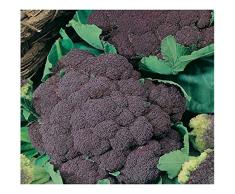 Premier Seeds Direct CAU04 - Semillas para Verduras (Coliflor)