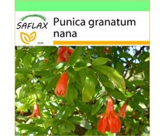 SAFLAX - Garden to Go - Granado enano - 50 semillas - Punica granatum nana
