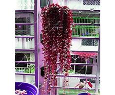 Rara semilla de flor colorida planta trepadora de hoja perenne de la rota al aire libre Fácil Grow Bonsai Colgando planta de la cesta Los más populares 50 PC 6