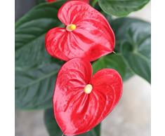 Anthurium - Maceta 14cm. - Altura aprox.55cm. - Planta de interior - Planta viva - (Envío sólo a Península)