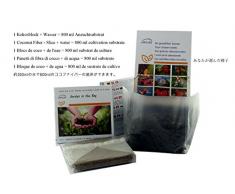 SAFLAX - - Ecológico - Coliflor - Bola de nieve - 70 semillas - Brassica oleracea var. botrytis