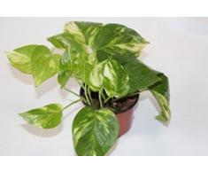 Potos de colgar (Maceta 10,5 cm Ø) - Planta viva de interior