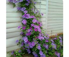 Soteer Seed House - 50 pcs Jardín Clematis Semillas de plantas trepadoras Plantas ornamentales perennes Evergreen para el jardín Flores Semillas Climbis Climbis hardy