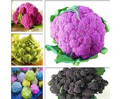 KINGDUO Egrow 100 Piezas/Paquete De Coliflor Semillas De Calabaza De Color Bonsai Bonsai Balcones De Coliflor Terrazas Pequeña Plantación Rapebonsai