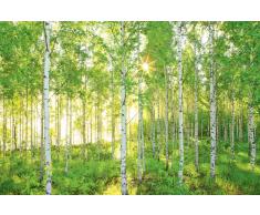 Komar 8 – 519 368 x 254 cm National Geographic Sunday primavera árbol de abedul bosque papel pintado de – verde (Pack de 8)
