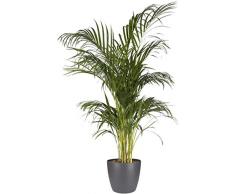 Elho Brussels Round Maceta Redonda, Antracita, 29,4x29,4x27,4 cm