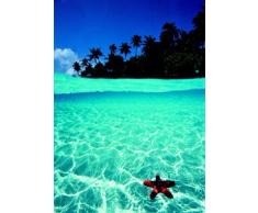 Póster con las carátulas de du Monde - "Tropical paradise Carcasa de estrella de mar" Póster de hombre arrojando un ramo - Póster - mide 86,5 x 61 cm approximativelyOR 91,5 x 61 cm (ca.)