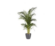 Elho Brussels Round Maceta Redonda, Antracita, 25,1x25,1x23,1 cm