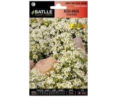 Semillas de Flores - Aliso Anual cesta de plata - Batlle